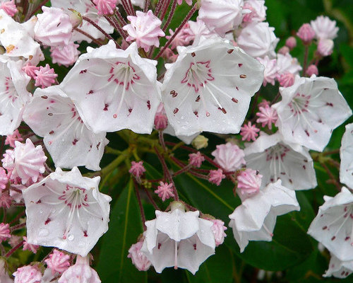 Mountain laurel checks all our boxes: it’s native to our area, beautifully ornamental and thrives in the shade.